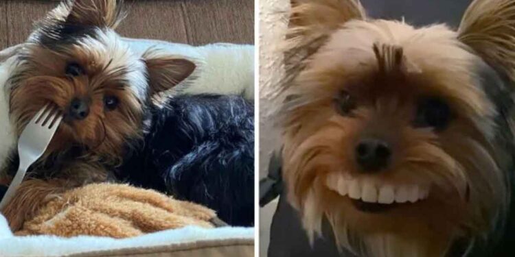 chiot est surpris en train essayer les fausses dents de son père