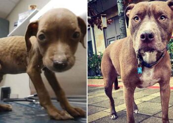 chiot pesait 800 grammes devient énorme beau