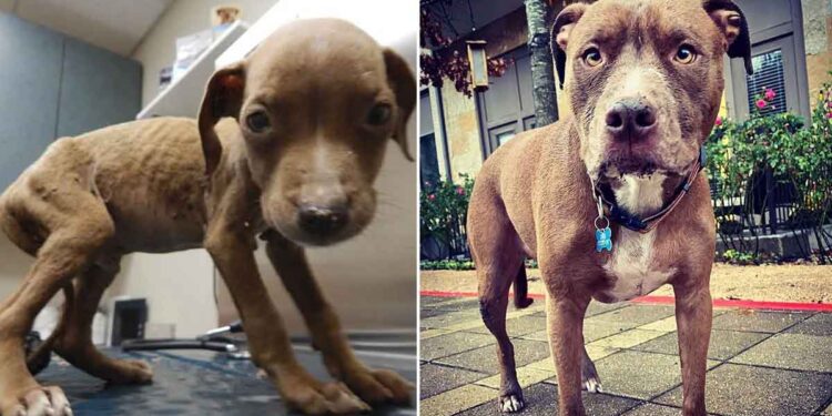 chiot pesait 800 grammes devient énorme beau