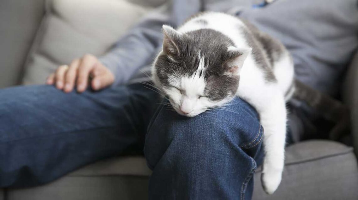 comment faire en sorte que votre chat vous aime