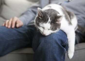 comment faire en sorte que votre chat vous aime