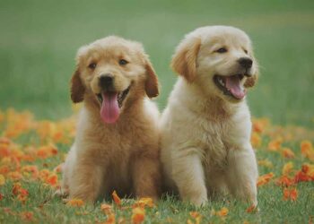 conseils Acheter un chiot Golden Retriever