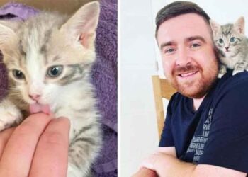 couple entend des chatons pleurer poubelle