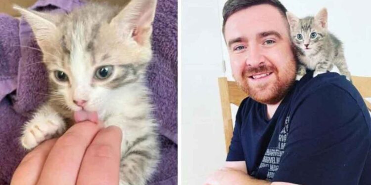 couple entend des chatons pleurer poubelle