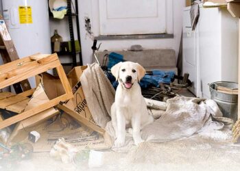 9 façons d’occuper votre chien à la maison