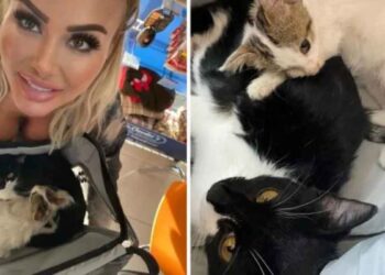 femme dépense 17 000 euros aider deux chats