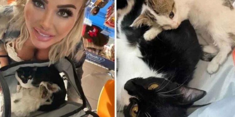 femme dépense 17 000 euros aider deux chats