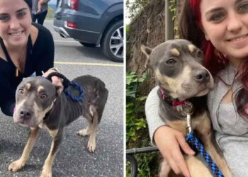 femme nettoie maison trouve chien abandonné