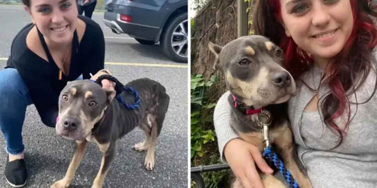 Une femme se présente pour nettoyer une maison abandonnée et trouve un chien dans le grenier 1 femme nettoie maison trouve chien abandonné