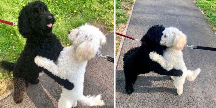Des frères et sœurs canins séparés se heurtent à la rue et se reconnaissent immédiatement 1 frères canins se reconnaissent rue
