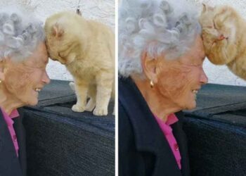 grand-mère retrouve chat disparu 4 ans