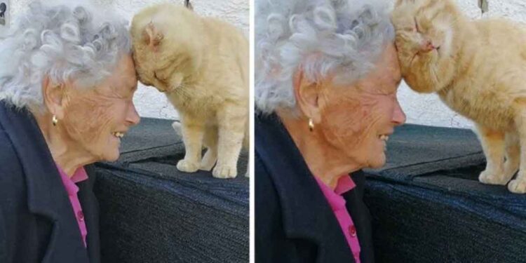grand-mère retrouve chat disparu 4 ans