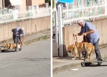 homme âgé promène chien handicapé chariot