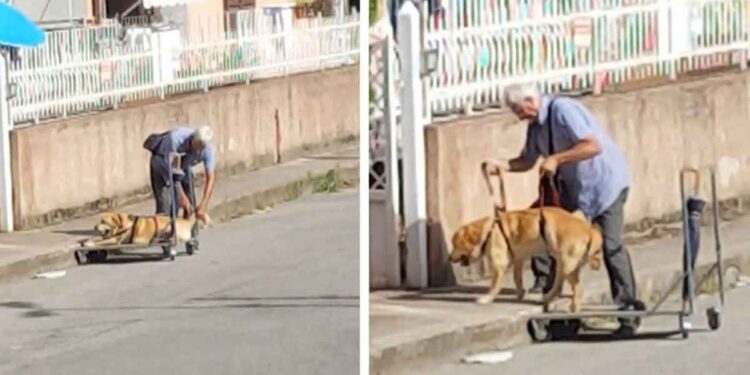 homme âgé promène chien handicapé chariot