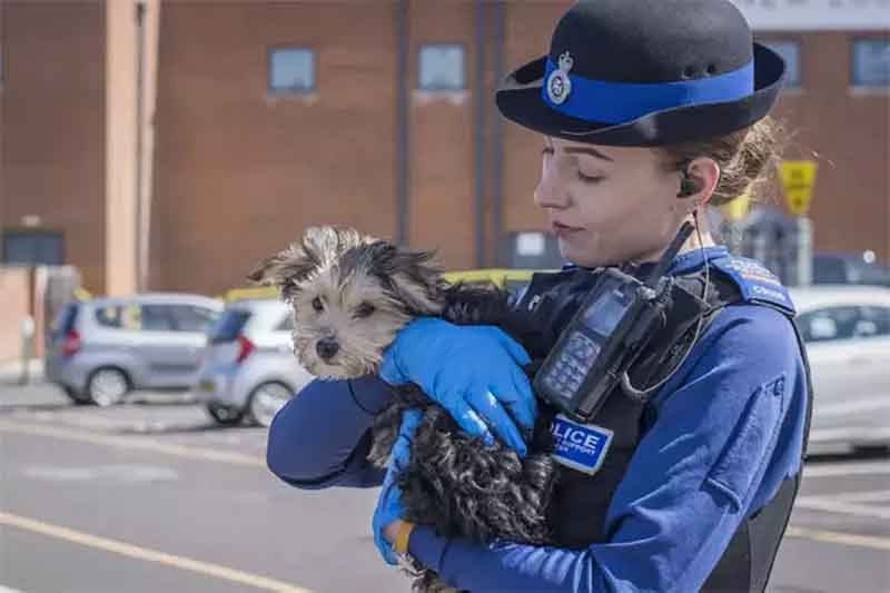 homme casse vitre Mercedes pour sauver un chiot