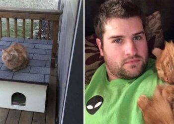 homme passe un an gagne confiance chat sans-abri