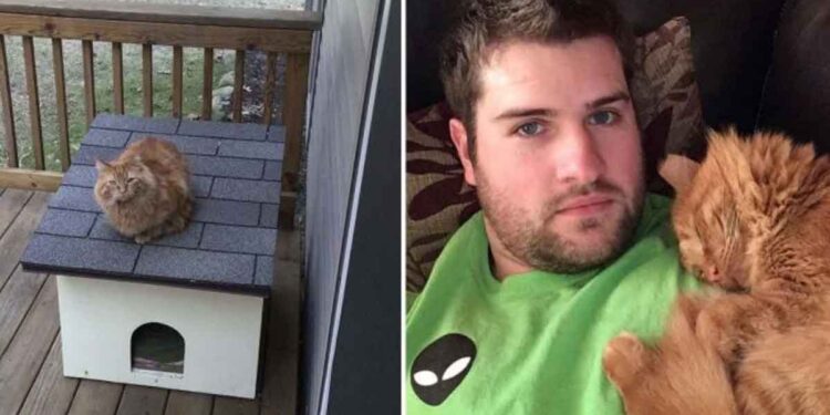Un homme passe un an à se lier d'amitié avec un chat sans abri pour gagner sa confiance 1 homme passe un an gagne confiance chat sans-abri