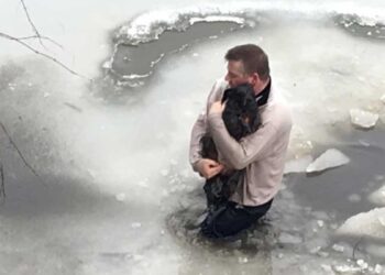 homme se jette eaux gelées sauver chien