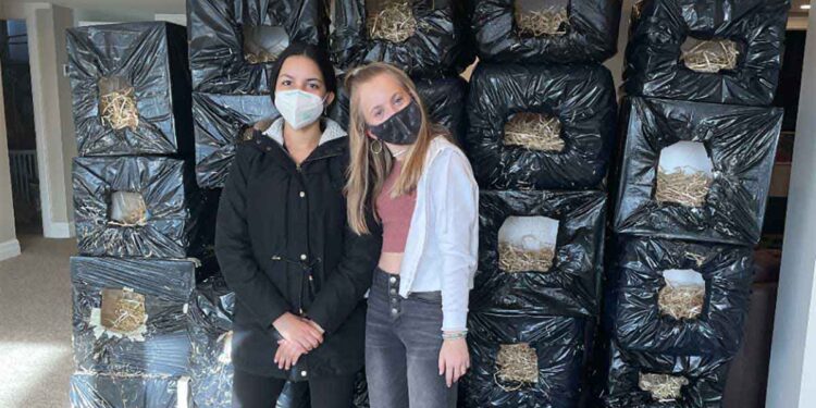 jeunes adolescentes construisent refuges pour chats