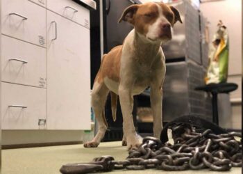 petite chienne heureuse sauveteurs libérée lourde chaîne