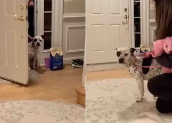 pitbull sauvé rassemble courage pour entrer nouvelle maison