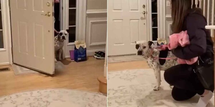 pitbull sauvé rassemble courage pour entrer nouvelle maison