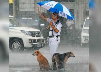 policier partage un parapluie avec des chiens sans-abri