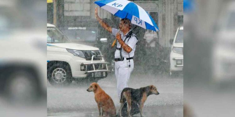 policier partage un parapluie avec des chiens sans-abri