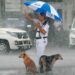 policier partage un parapluie avec des chiens sans-abri