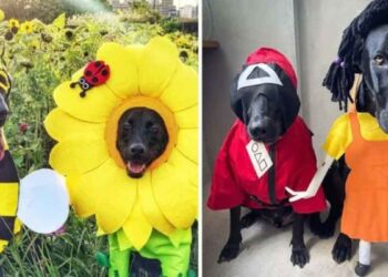 propriétaire fait costumes mignons pour chiens Halloween