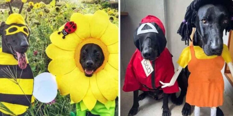 propriétaire fait costumes mignons pour chiens Halloween