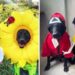 propriétaire fait costumes mignons pour chiens Halloween