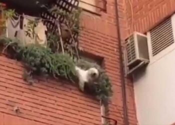 voisins sauvent un chien tombé du deuxième étage à l'aide d'un drap