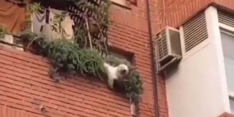 voisins sauvent un chien tombé du deuxième étage à l'aide d'un drap