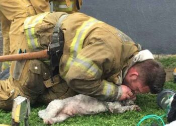 Ce pompier a sauvé la vie d'un chien d'un incendie en lui faisant du bouche-à-bouche pendant 20 minutes 3 Ce pompier a sauvé la vie d'un chien d'un incendie en lui faisant du bouche-à-bouche pendant 20 minutes