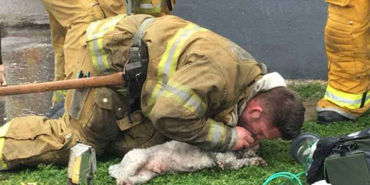 Ce pompier a sauvé la vie d'un chien d'un incendie en lui faisant du bouche-à-bouche pendant 20 minutes 1 Ce pompier a sauvé la vie d'un chien d'un incendie en lui faisant du bouche-à-bouche pendant 20 minutes