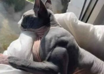 Chat hypertrophie musculaire myostatine