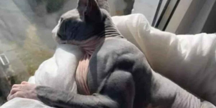 Ce chat souffre d'une maladie rare qui le rend extrêmement musclé 1 Chat hypertrophie musculaire myostatine