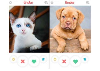 Des chats et des chiens sont adoptés sur Tinder