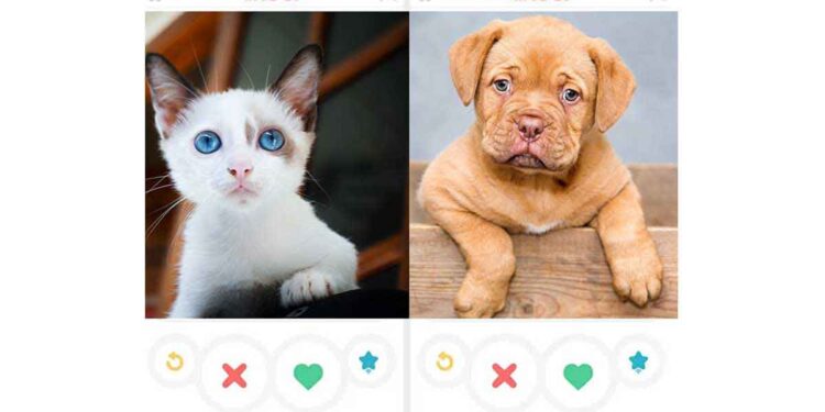 Des chats et des chiens sont adoptés sur Tinder