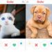 Des chats et des chiens sont adoptés sur Tinder : l'initiative réussit 6 Des chats et des chiens sont adoptés sur Tinder