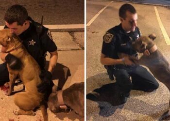 Des policiers sauvent deux pitbulls effrayés et ne veulent pas les laisser jusqu'à l'arrivée des secours 1 Des policiers sauvent deux pitbulls effrayés et ne veulent pas les laisser jusqu'à l'arrivée des secours