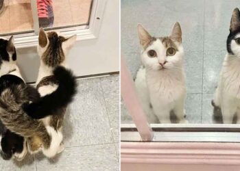 Deux chatons attendent à la fenêtre du refuge espoir de trouver un foyer pour eux deux