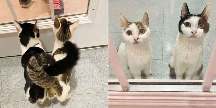 Deux chatons attendent à la fenêtre du refuge espoir de trouver un foyer pour eux deux