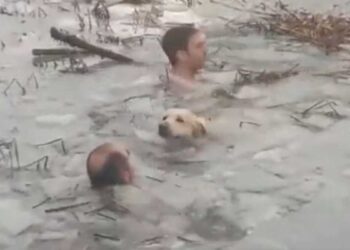 Deux policiers sautent lac gelé sauver chien