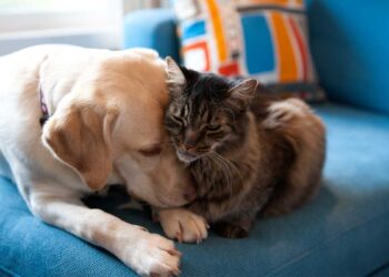 Espagne, la loi qui considère les animaux comme des êtres sensibles est approuvée