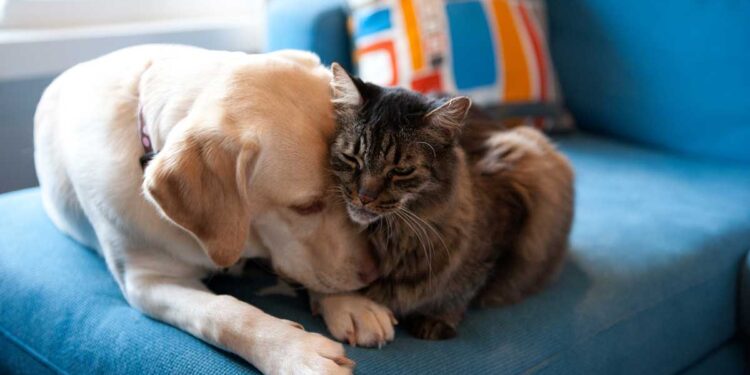 Espagne, la loi qui considère les animaux comme des êtres sensibles est approuvée 1 Espagne, la loi qui considère les animaux comme des êtres sensibles est approuvée