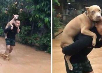 Homme porte chien sauvetage inondation