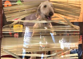 Un labradoodle suit les enfants à l'école et se retrouve au bureau du directeur 2 Labradoodle suit enfants école directeur