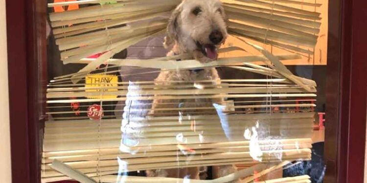 Un labradoodle suit les enfants à l'école et se retrouve au bureau du directeur 1 Labradoodle suit enfants école directeur